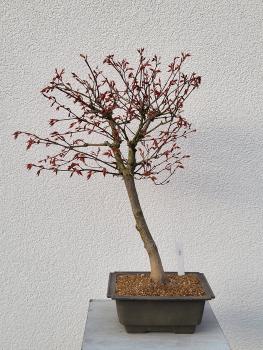 Fächerahorn - Acer katsura